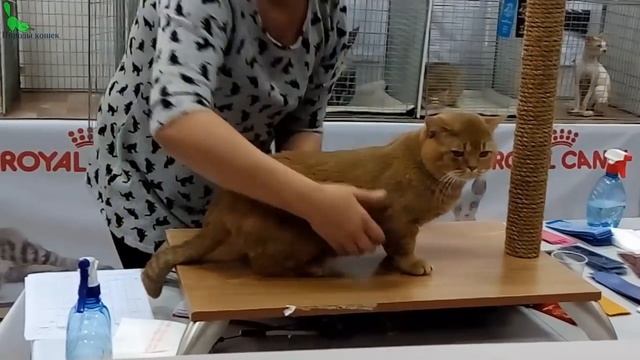 Золотой БРИТАНЕЦ - Роскошный Кот Британской Породы | ПОРОДЫ КОШЕК