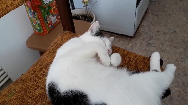 Нам снятся зайцы!??? смотреть онлайн