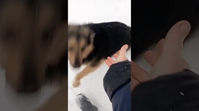 человечность — любовь, внимание доброе отношение ко всему живому смотреть онлайн