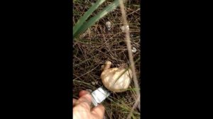 Fabia 1.2  расход топлива!!!  спустя 6 лет