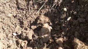 Как посадить кабачки в открытый грунт, без рассады?.