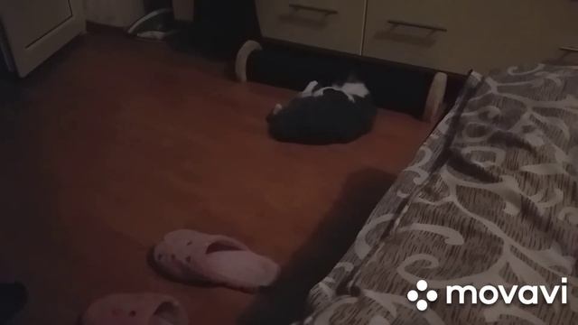 Сегодня готовить не будем, будем кушать пельмешки. Зося крутит носом. смотреть онлайн