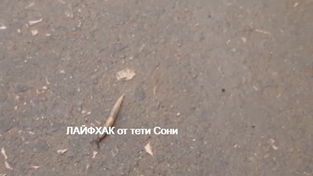 Слизень БРЮХОНОГИЙ МОЛЛЮСК - ЛАЙФХАК от тети Сони смотреть онлайн