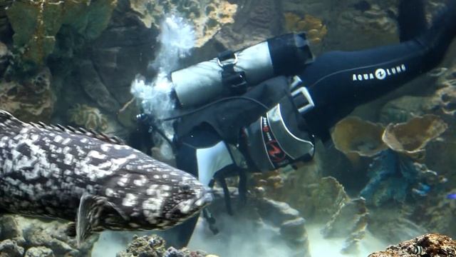 Белгород. Гигантский аквариум в ТРЦ МегаГРИНН смотреть онлайн