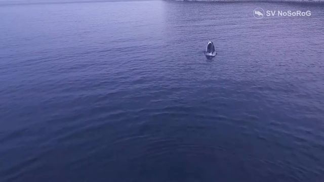 Гренландский кит смотреть онлайн