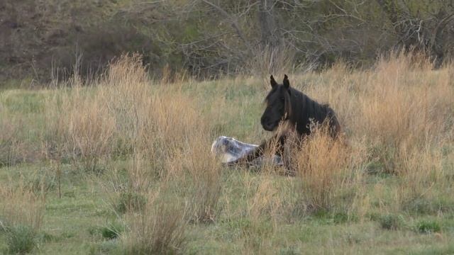 Табун на водопое. Рождение "першерона-жабушки". смотреть онлайн