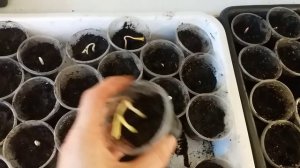 Как вырастить хурму из косточки. Виргинка на подвой