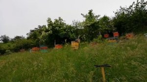 Как прогнать щурку с пасеки. Советы старых пчеловодов.