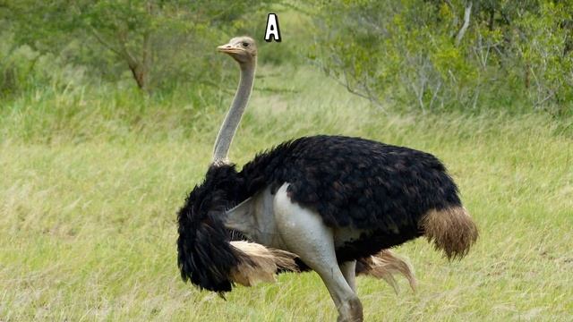 Африканский страус - птица -долгожитель смотреть онлайн