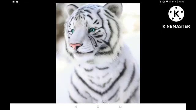 Клип Бенгальский и Белый тигр смотреть онлайн