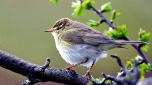 Как поет Пеночка-Весничка