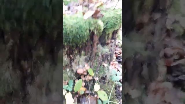 МАССА Опеньок.2020. смотреть онлайн