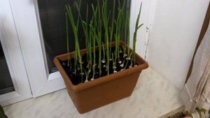 Выживаем в мегаполисе № 7 - чеснок на перо