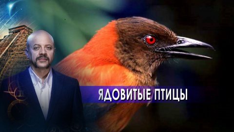 Ядовитые птицы | Загадки человечества с Олегом Шишкиным (24.05.2021).
