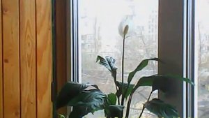 калла цветок.