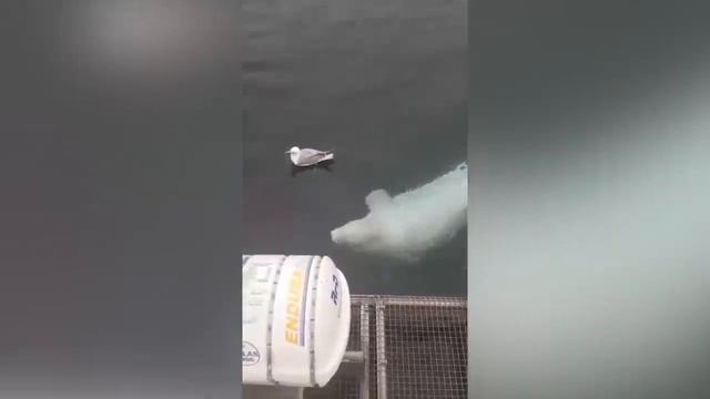 10 Случаев, Когда ЖИВОТНЫЕ Спасли ЛЮДЕЙ смотреть онлайн