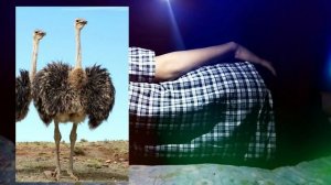 Туш табири - Тушда Туякуш куриш