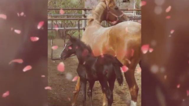 Красивые лошади фото смотреть онлайн