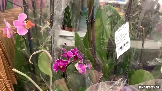 ОРХИДЕИ в Ашане МЕГА Парнас, СПБ. 16.12.22. смотреть онлайн