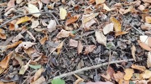 Собираем рыжики осенью в Крыму-2022