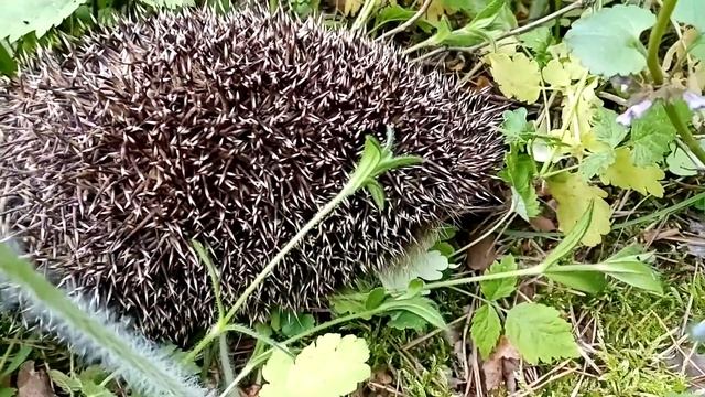 Сегодня я просто встретила ёжика... смотреть онлайн