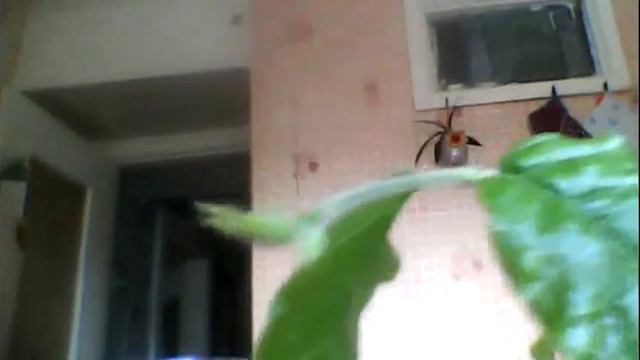 Жасмин КОМНАТНЫЙ''( многоцветковый). Проснулся! смотреть онлайн