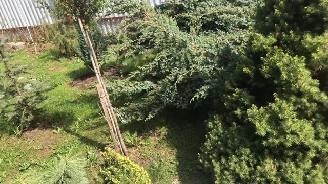 Моя любима дача 6 мая 2019г. Новая сосна Негиши. Петуния. Цветут тюльпаны.???Обзор любимого сада. смотреть онлайн