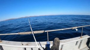 МОРСКАЯ РЫБАЛКА/КАМБАЛА/МЫС ВЯТЛИНА/ВЛАДИВОСТОК 2020