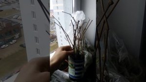 Черенкование дикого девичьего винограда ранней весной