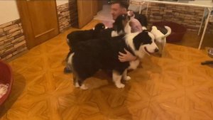 ЩЕНКИ Аусси!!!!Первые тренировки