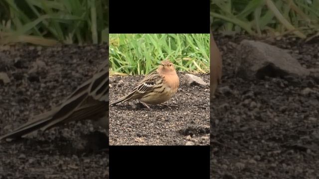 Краснозобый конек Птица которая редко попедает в обьектив #birds #shorts