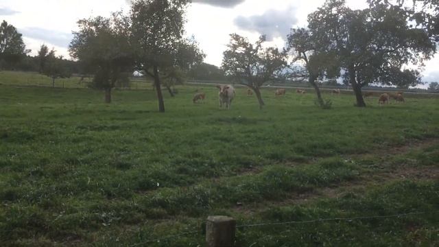 Ферма в Германии.Коровы на пастбище . смотреть онлайн