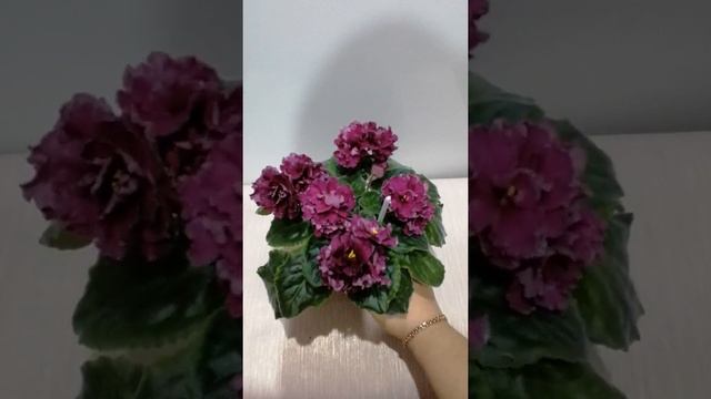 Стандартная фиалочка ЛЕ - Маджента. Обзор. смотреть онлайн