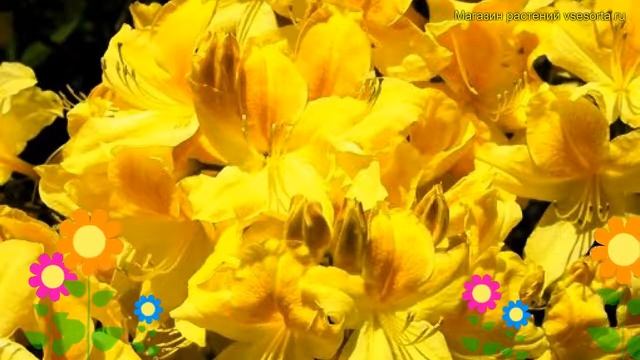 Азалия японская Анника. Краткий обзор, описание характеристик rhododendron obtusum Anneke смотреть онлайн