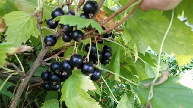 Дача. Новости с Теплицы. Малина, Смородина, Яблоки, Тыква, Кабочки спеют.