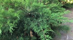 Можжевельник с потрясающим ароматом  «Минт Джулеп» . Обрезка. 17.07.23
