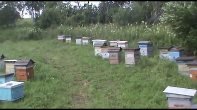 кочевая пасека №1. Дубовяцкие луга