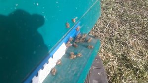 Почему пчелы машут крылями у летков