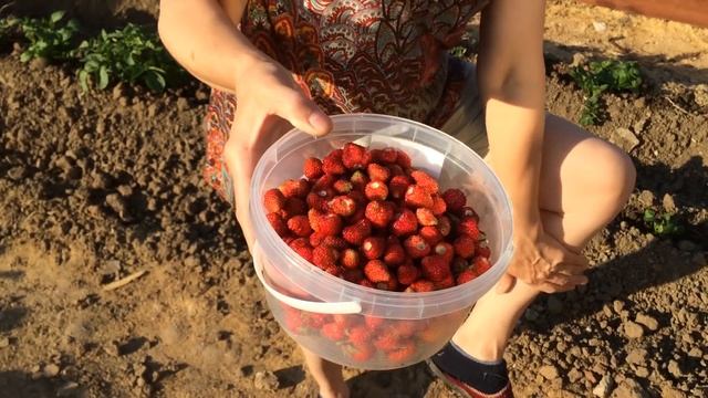 Я ДОВОЛЕН ПОМИДОРАМИ / арбузы и дыни в теплице / ОТЧЕТ об урожае 2018 / МОИ ТЕПЛИЦЫ / ИЮНЬ 2018