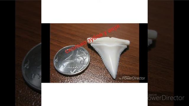 Сколько зубов у акул? смотреть онлайн