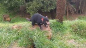 Тасманский дьявол: Интервью русского гида в Тасмании с тасманийским дьяволом.