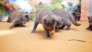 Британские котята в возрасте 3 месяца (Litter- К2)