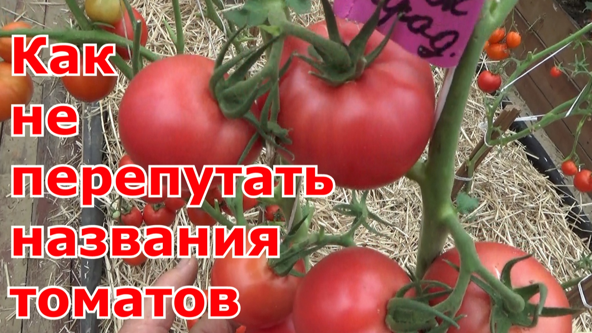 Помидоры Как вырастить много сортов томатов и не запутаться в их названиях от посева до сбора урожая