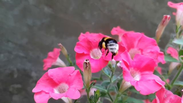 Шмель за работой в slow-mo смотреть онлайн