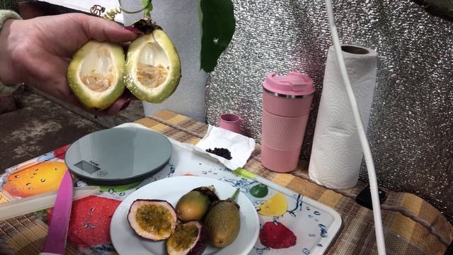 Пассифлора Маракуйя /Passiflora edulis Инкарната и Quadrangularis от покупного плода до плодоношени