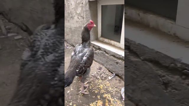 28 ноября 2022 г. Кукушечный О шамо вес 4,8кг смотреть онлайн