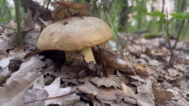 @gombavideo OKKERSZÍNŰ tinóru - Hemileccinum impolitum - Iodine bolete - Fahler Röhrling смотреть онлайн
