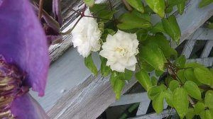 Clematis multi blue and duchess of Edinburgh