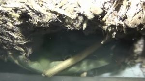 ИНСЕКТАРИЙ: 75. Водолюб Навозный (Sphaeridium scarabaeoides)