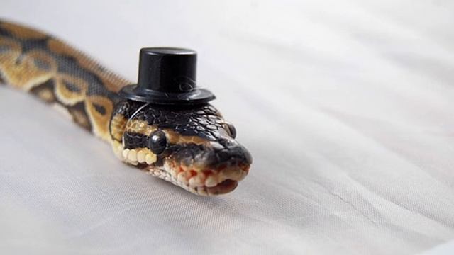 17 милых змей в крошечных шляпах смотреть онлайн